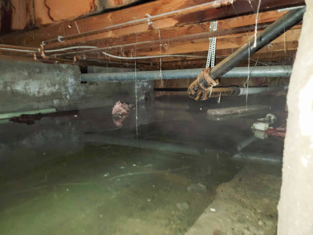 Best Carpet water damage restoration  in Ventress, LA